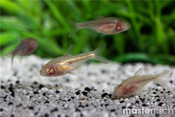 Jordan's tetra