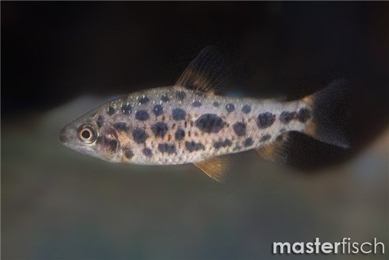 Leporinus sp. Strawberry