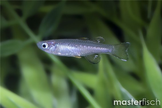 Delicate blue-eye