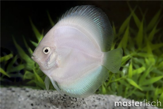 Snow White Discus