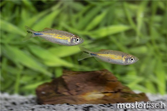 Malabar danio orange