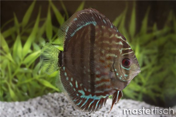 Discus Heckel Cross