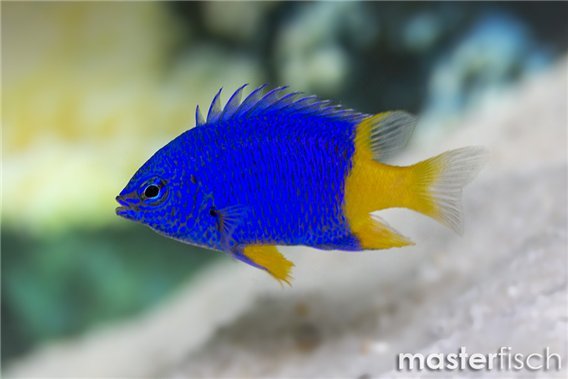 Arnazae Damselfish