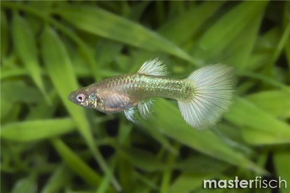 Guppy white albino full platinium
