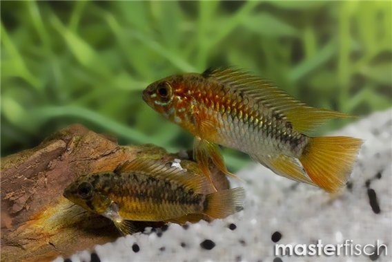 Apistogramma macmasteri
