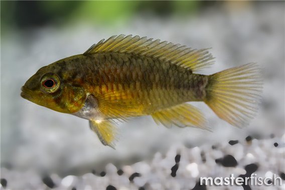 Apistogramma macmasteri red neck