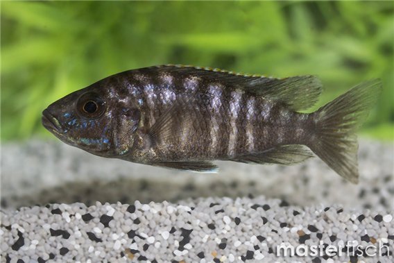 Aulonocara hansbaenschi red flash