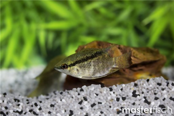 Flag cichlid