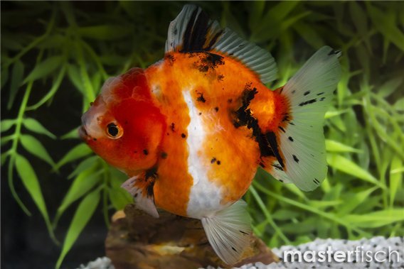 Premium Calico Lionhead Goldfish