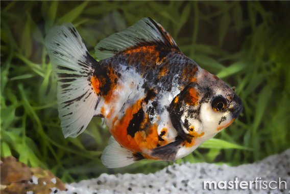 Premium Calico Fantail Goldfish