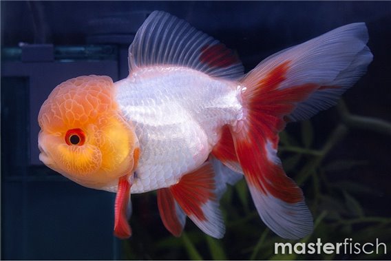 Premium Red & White Lionhead Goldfish