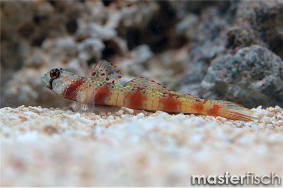 Wide-barred Shrimpgoby