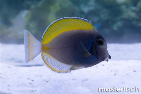 Powder blue tang hybrid