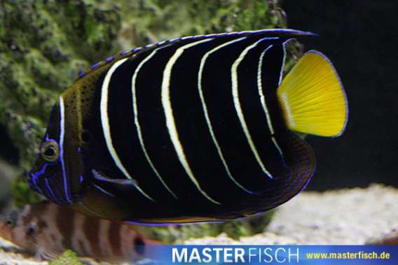 Goldtail african angelfish