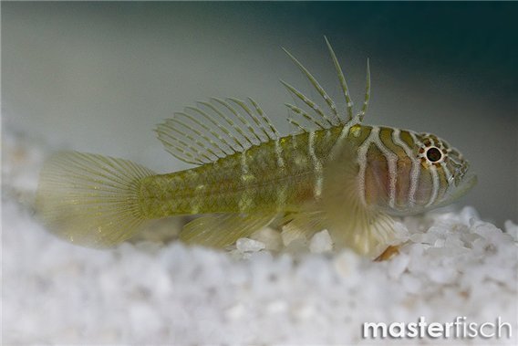 Girdled Goby