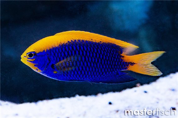 Starck Damsel