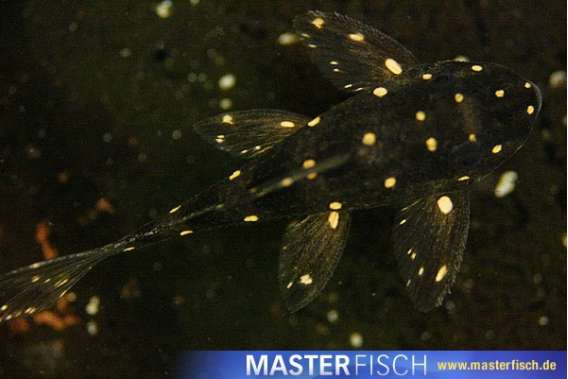 Panaqolus albomaculatus
