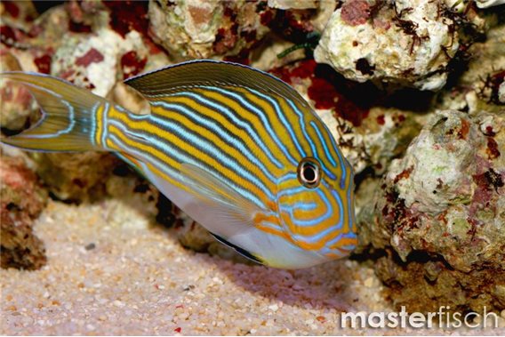 Lined surgeonfish