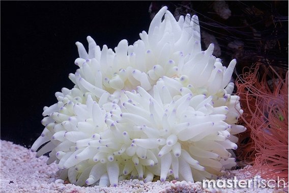 White Sebae Anemone