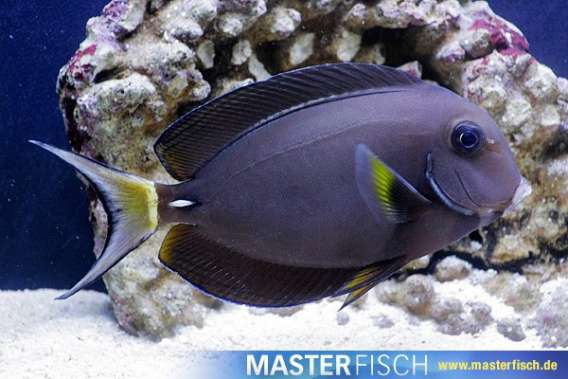 White-spine Surgeonfish