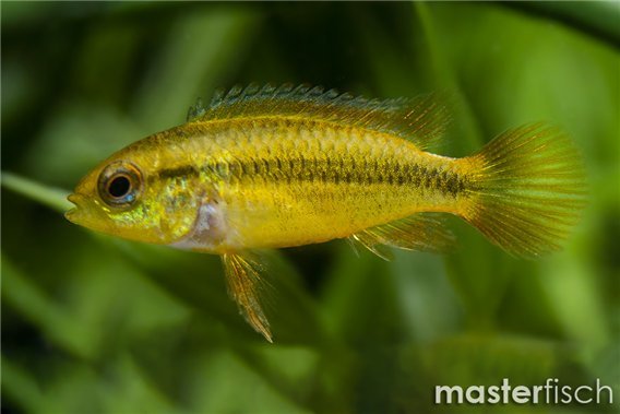 Apistogramma agassizii Blue Flame