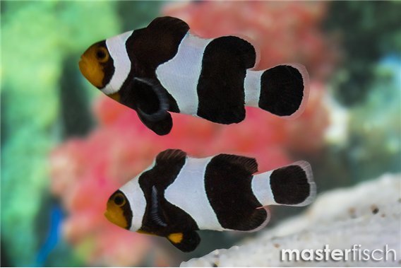 Amphiprion darwini gladiator & Amphiprion Darwini breeding 5-7 cm pair