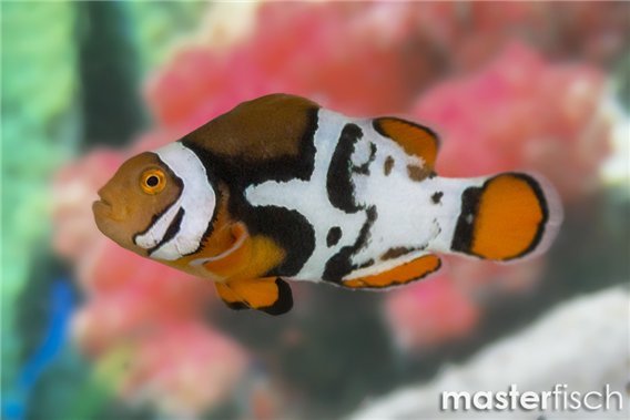 Amphiprion percula black premium breeding 5-7 cm