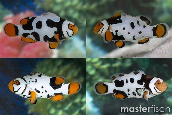 Nebula Picasso Clownfish (bred)