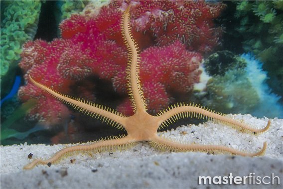 Orange brittle star