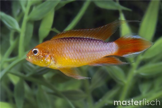 Apistogramma agassizii Fire Red
