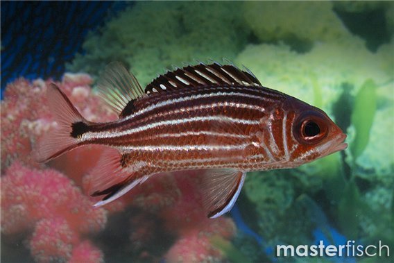 Sargocentron rubrum 7-11 cm