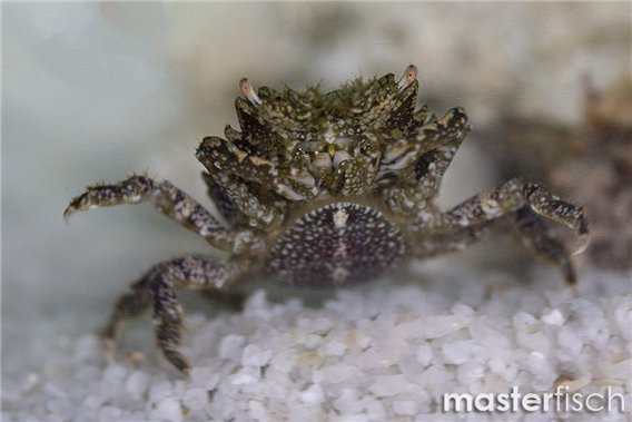 Pitho mirabilis (algae-eating crab)