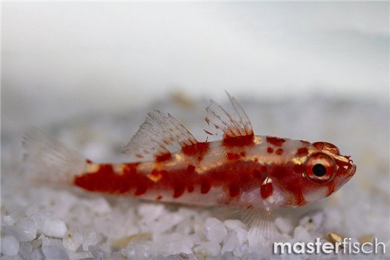 Red-spotted Pygmygoby