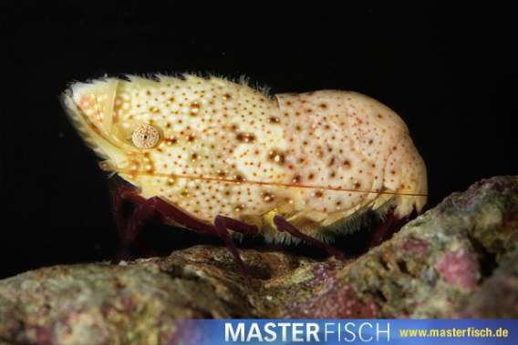 Purple-leg marble shrimp