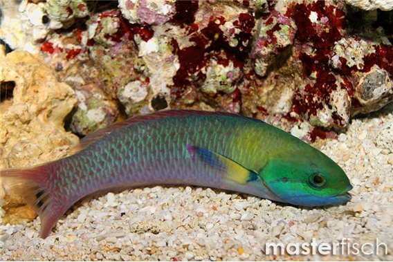 Bluntheaded wrasse