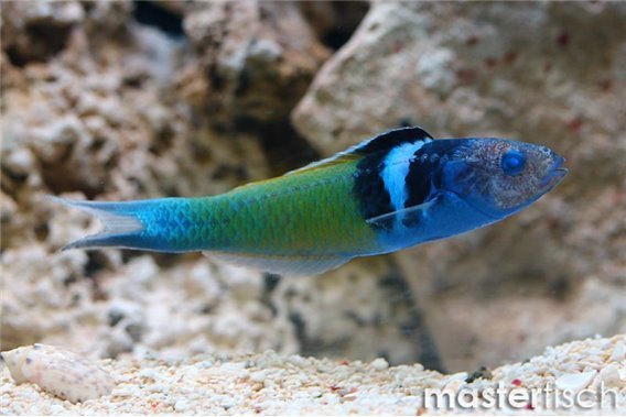Bluehead Wrasse