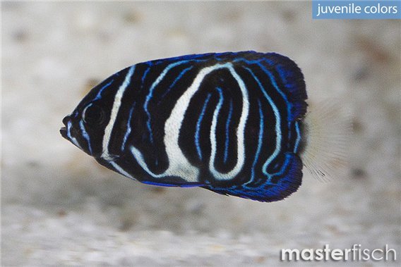 Yellowbar angelfish (bred)