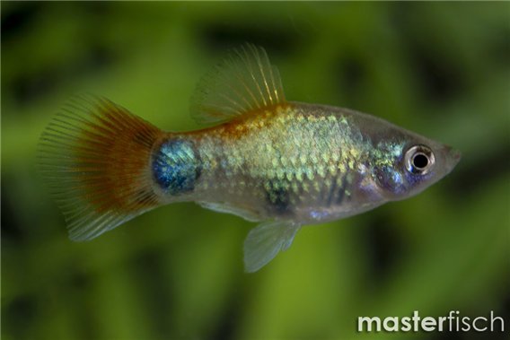 Platy Blue Butterfly Moon