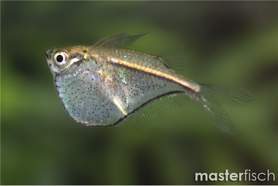 Dwarf hatchet fish
