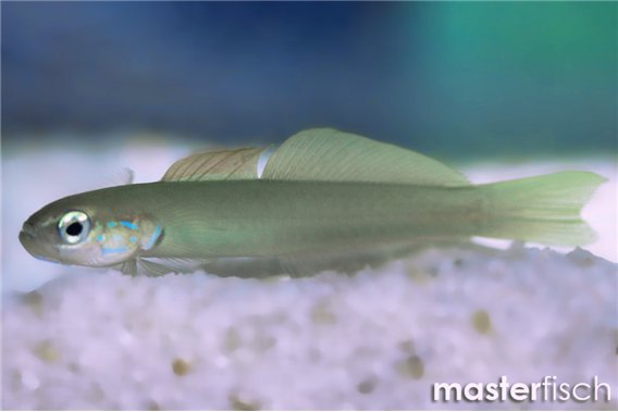 Blue Gudgeon