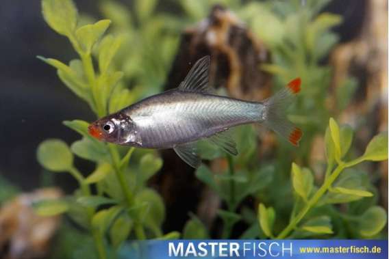 Rasbora Sawbwa