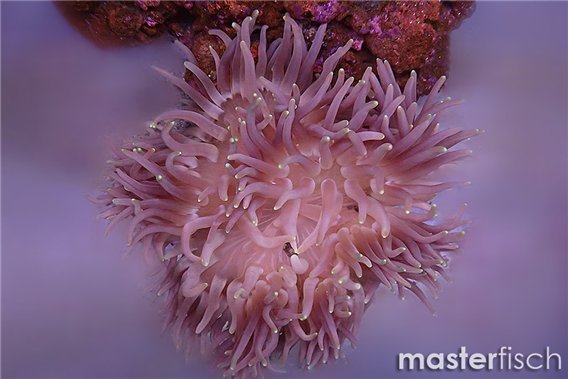 Long-tentacle Anemone