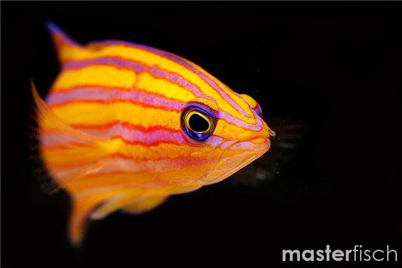 Candy Basslet