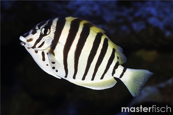 Black-barred Surgeonfish