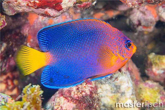 Japanese Angelfish (bred)