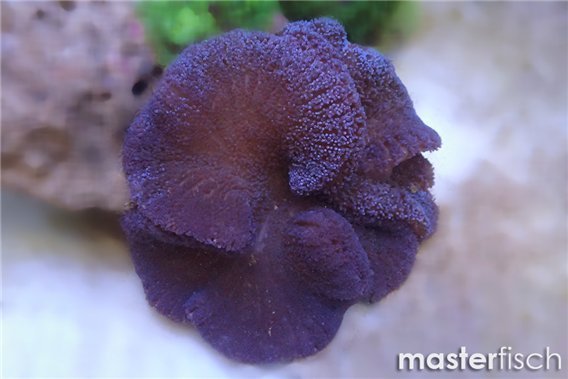 Premium Carpet Anemone Purple