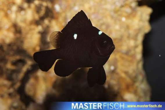 Threespot Damsel