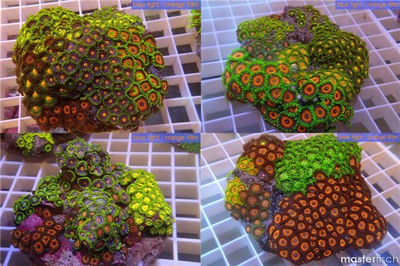 Zoanthus tricolor