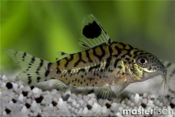 Reticulated catfish