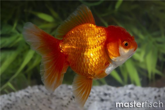 Premium Red Lionhead Goldfish